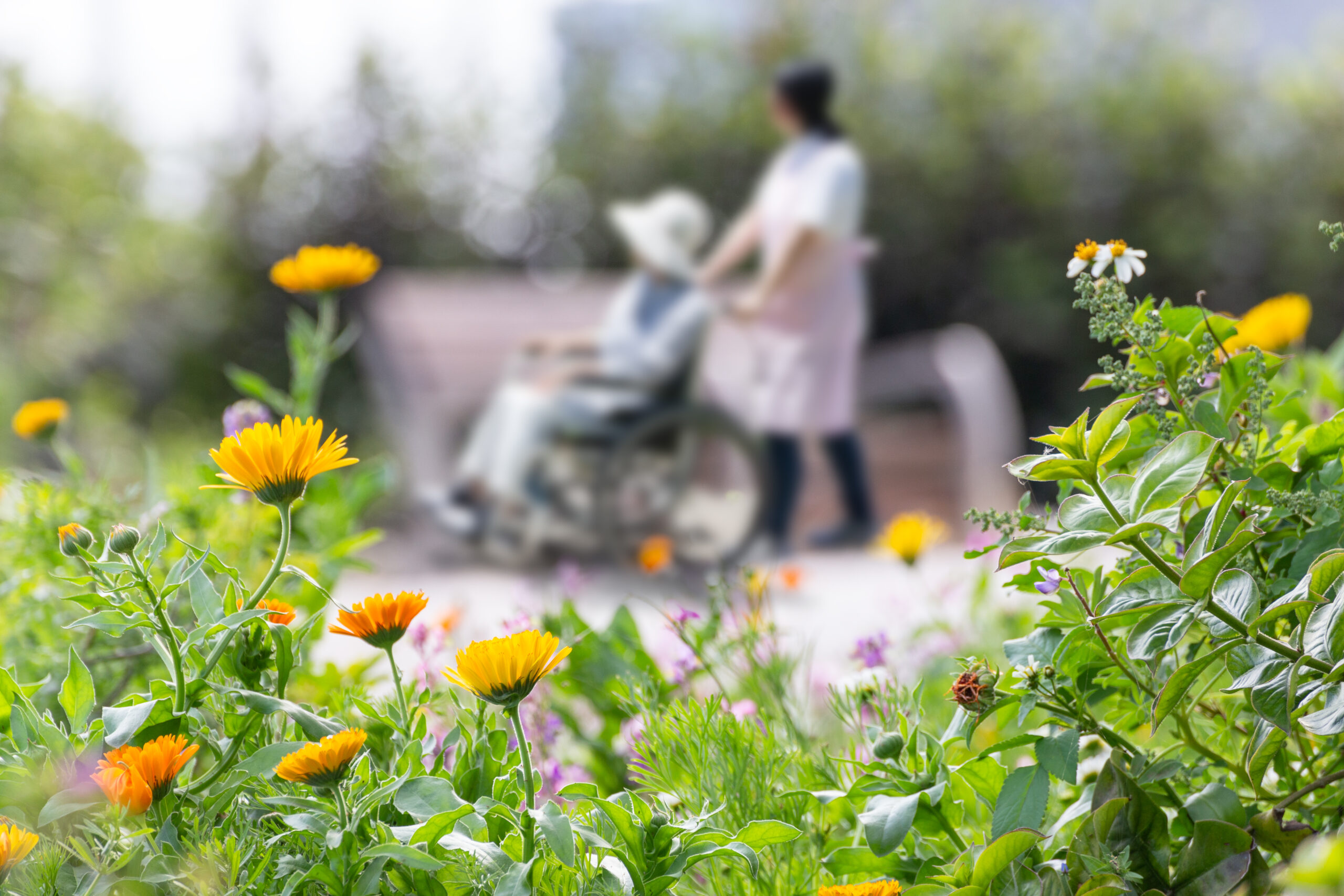 Sycamore Care helper nurse carer helping their client patient daily transport mobility and outdoor trips